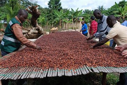 Living Income Learning Project Impact Evaluation